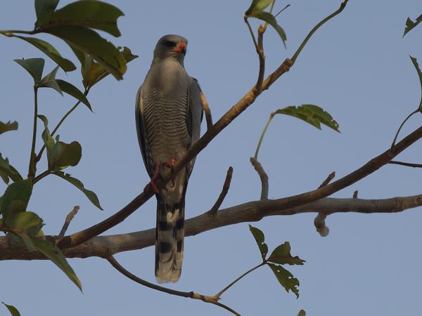 <h3><a href="/trips/gambia/biota/animalia/chordata/aves/017 accipitriformes/004 accipitridae/micronisus gabar/micronisus gabar-nl.html">Micronisus&nbsp;gabar</a> / Gabar&nbsp;goshawk / Gabarhavik</h3>OM-1 Mark II met OLYMPUS M.150-400mm F4.5, 1/2000 sec  bij F4.5, ISO 500, afstand 16.4&nbsp;m